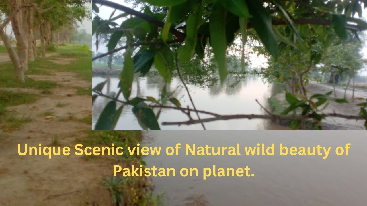 Scenic view unique natural wild beauty in Pakistan and morning walk #wildlife #wildanimals #bull