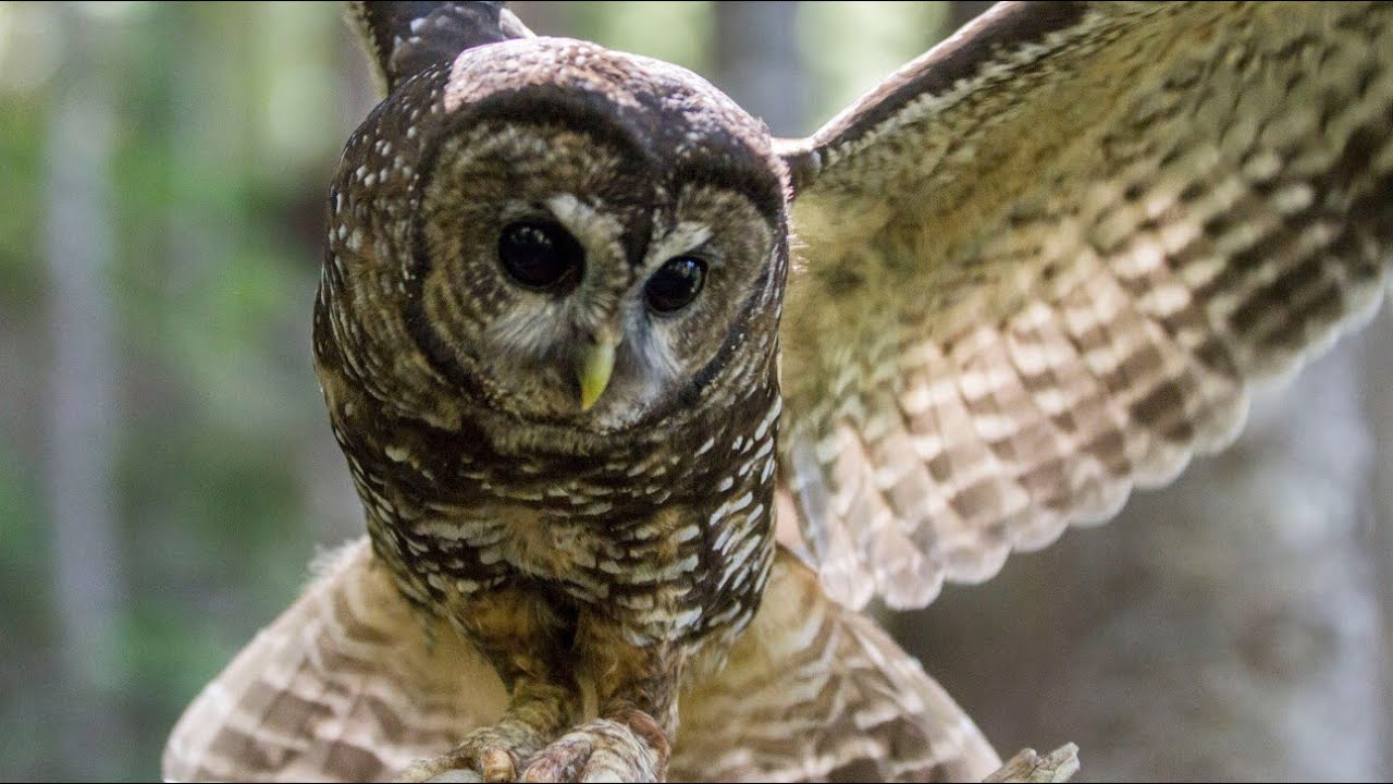 Northern Spotted Owl: Sentinel of Ancient Forests and Conservation Dilemmas 🦉🌲