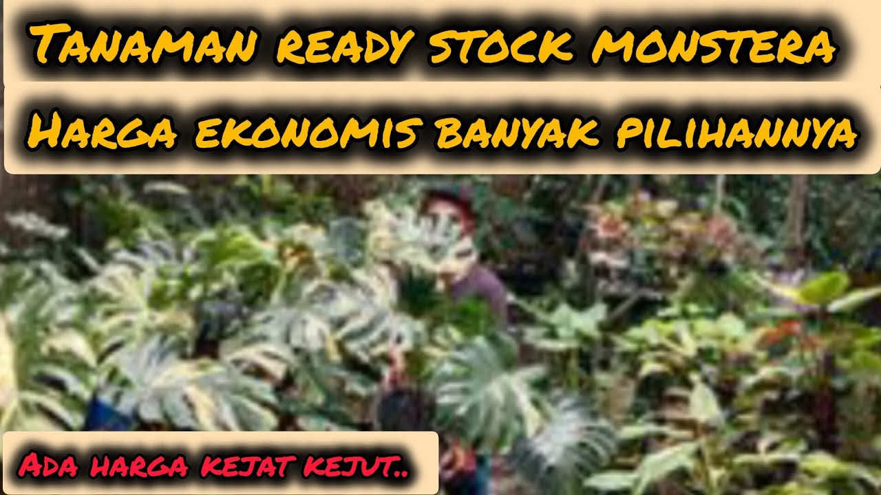 TANAMAN READY STOCK MONSTERA‼️HARGA EKONOMIS BANYAK PILIHANNYA⁉️