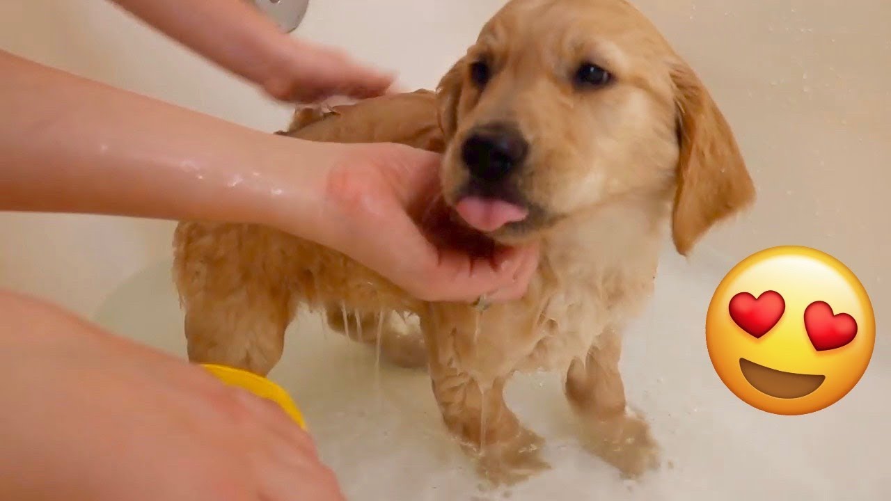 Golden Retriever Puppy Gets First Bath