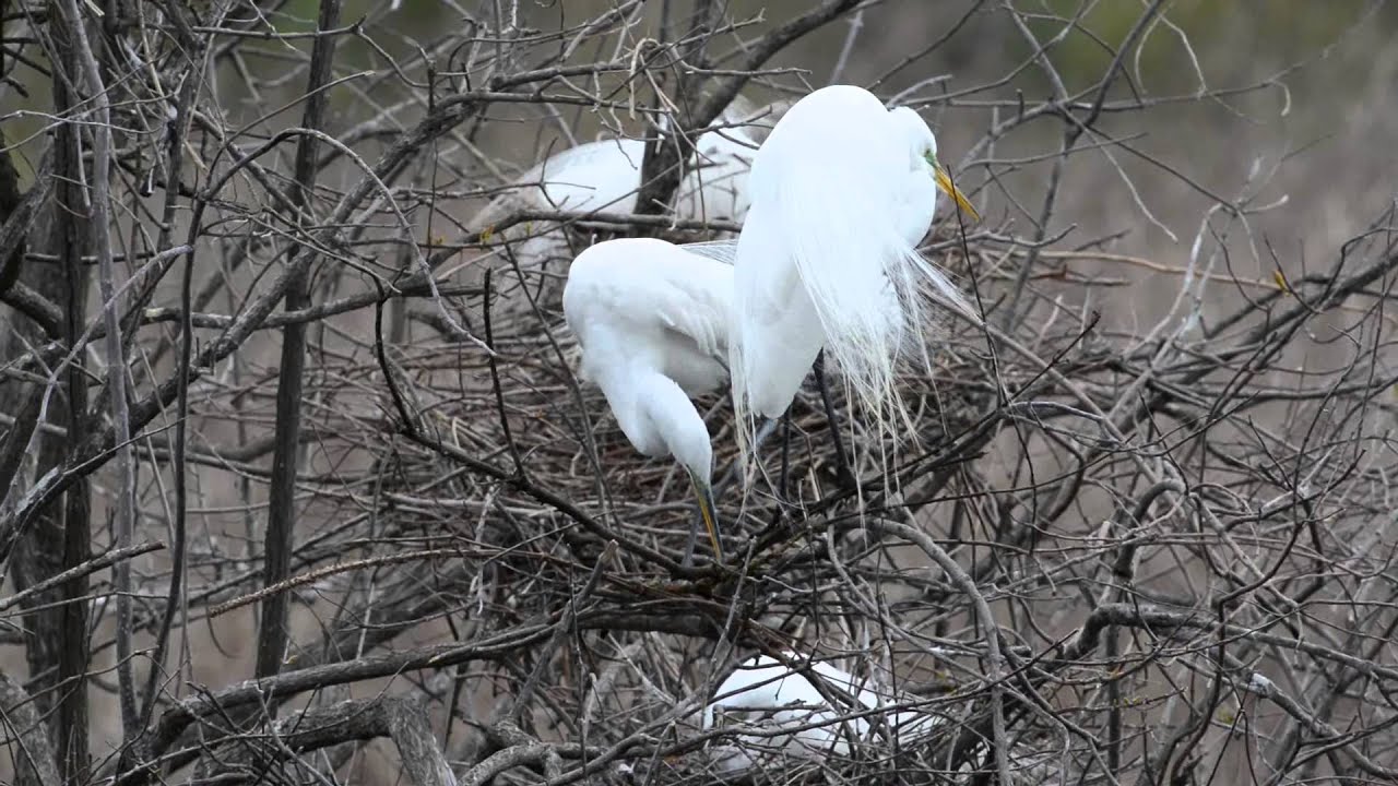 Great White Egrets Building Nest in Rookery