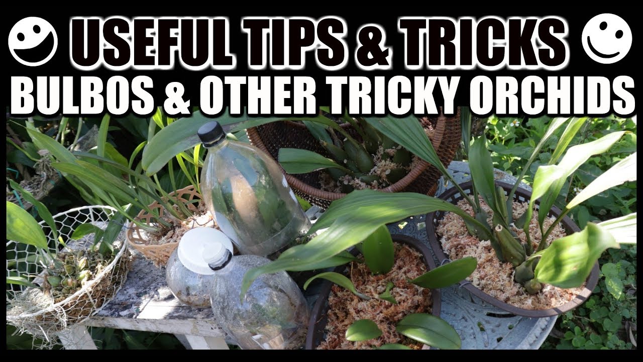 Tips For Growing Bulbophyllums & Tricky Orchids  - GROW, RESCUE & REVIVE