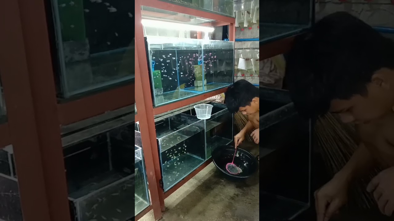 One of the important things to do in breeding Tetra fish.