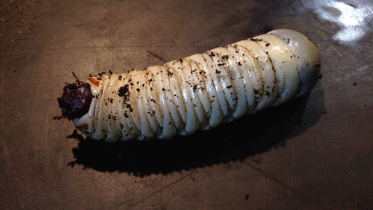 Mecynorrhina polyphemus - Have they pupated?