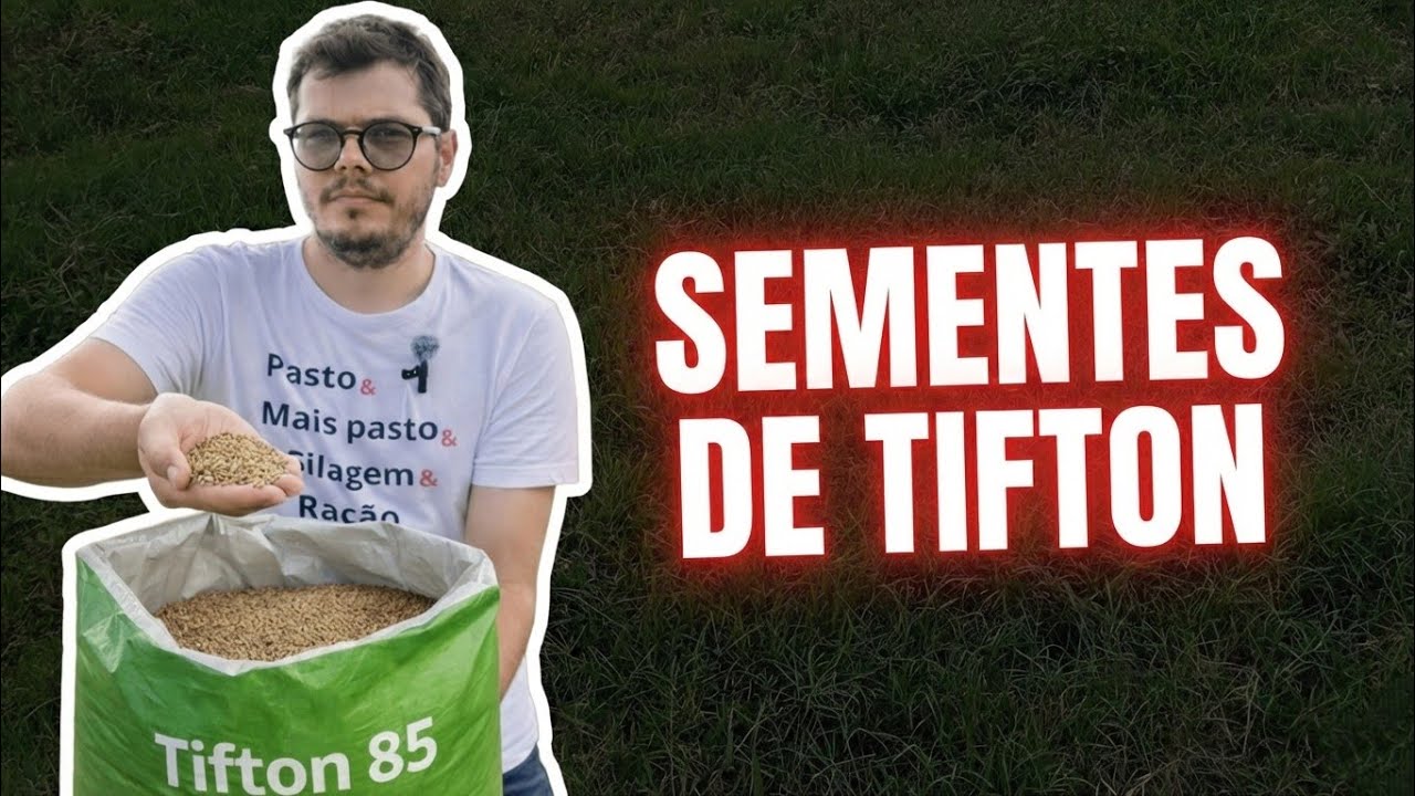 Tifton 85 por Semente: A Verdade