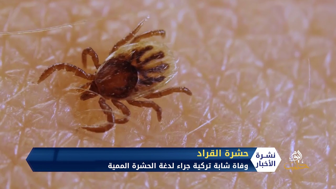 تعرف على حشرة القراد ومخاطرها على حياة الإنسان
