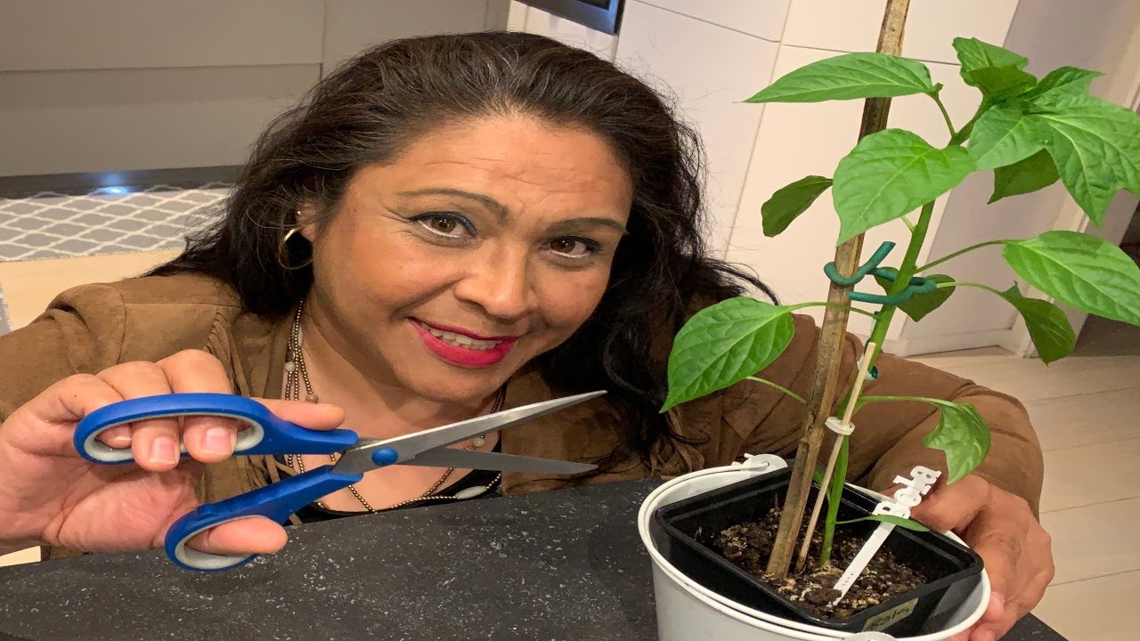 Chile aventura 2020-8: Poda tus plantas de chile y aumenta tu producción!