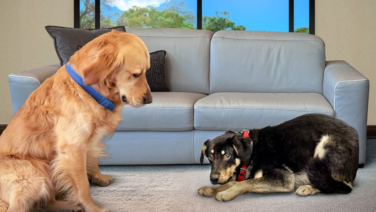 Golden Retriever Meets Most Petrified Rescue Ever...