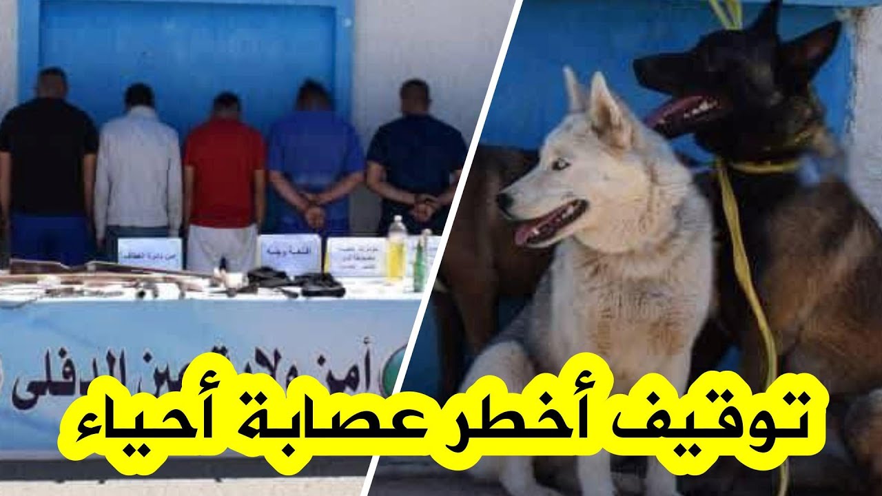 ششرطة العطاف تُفكّك عصـ.ـابة أحياء خطـ ـيرة استعملت الكلاب المدربة والأسلـ ـحة البيضاء لبث الرعب😳
