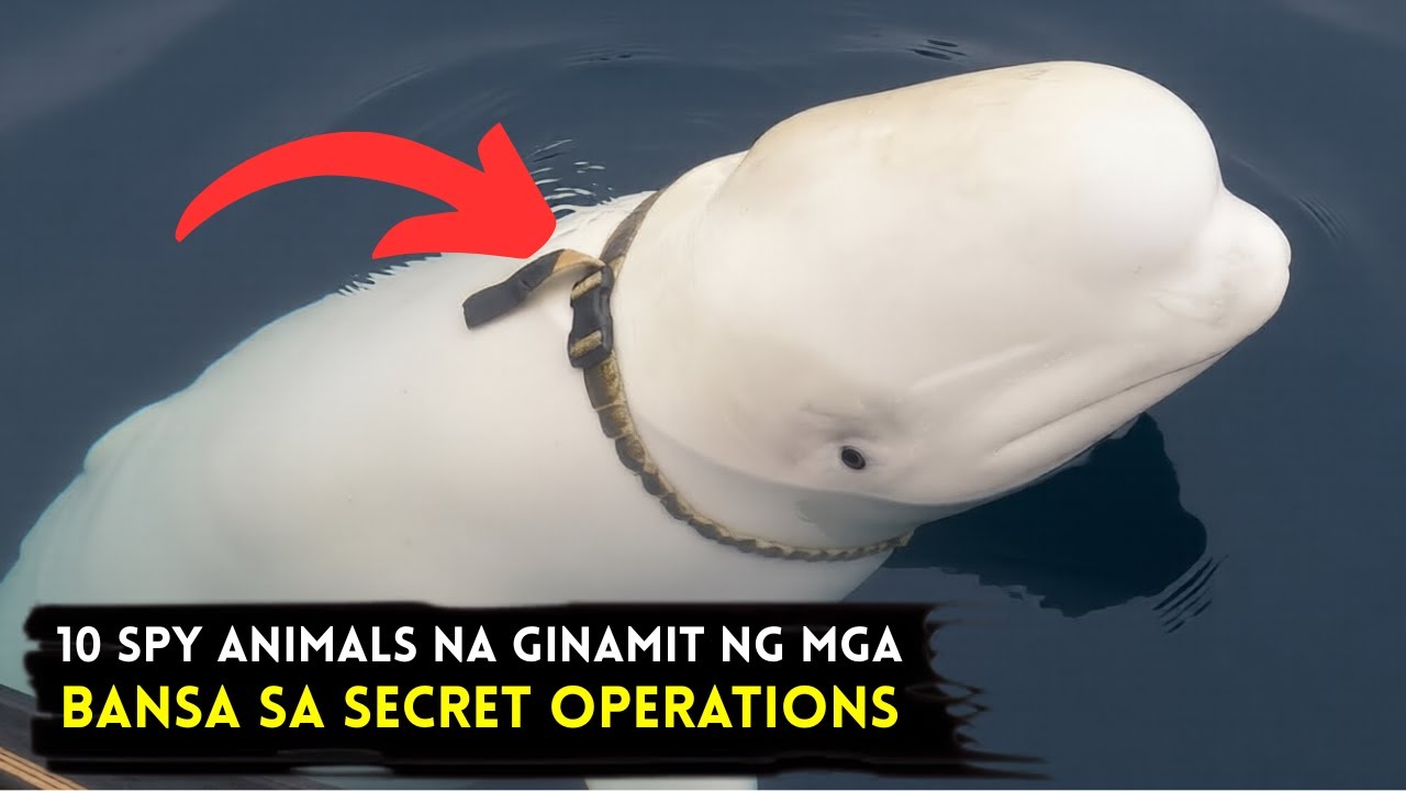 10 SPY Animals na Ginamit ng mga BANSA sa mga Secret Operations