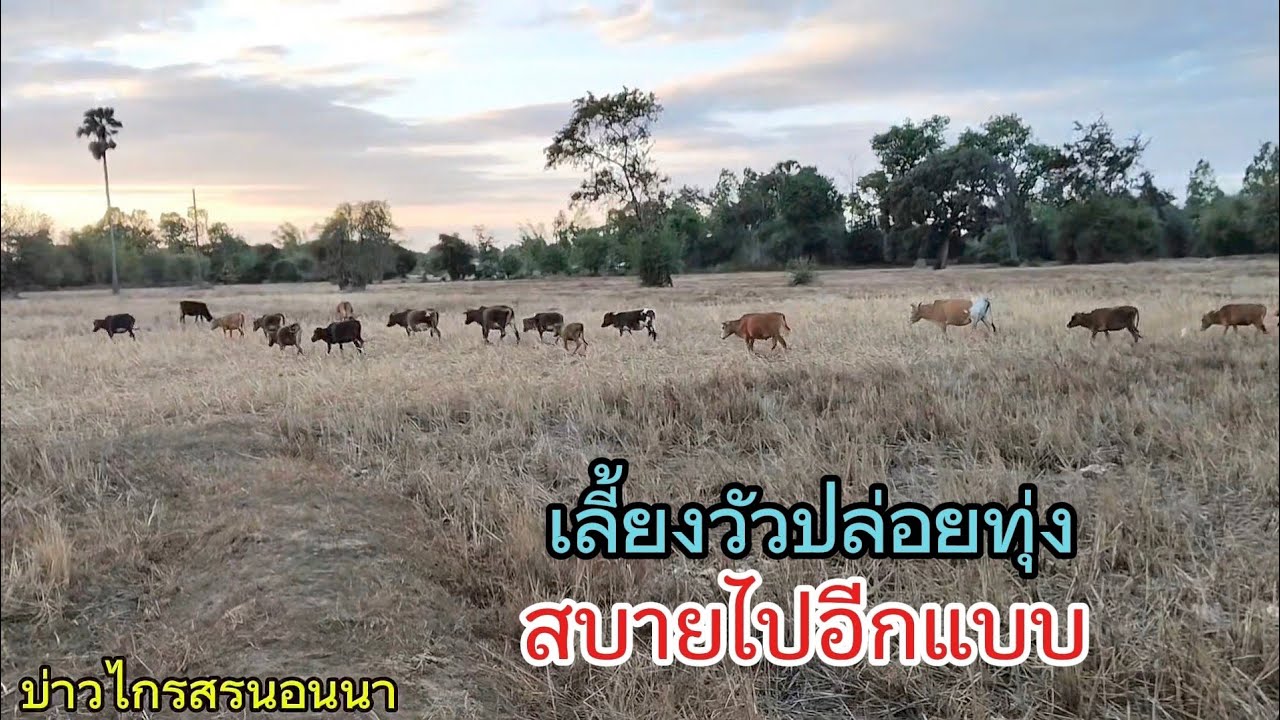 เลี้ยงวัวปล่อยทุ่งสบายไปอีกแบบหนึ่ง | เด็กเลี้ยงวัว