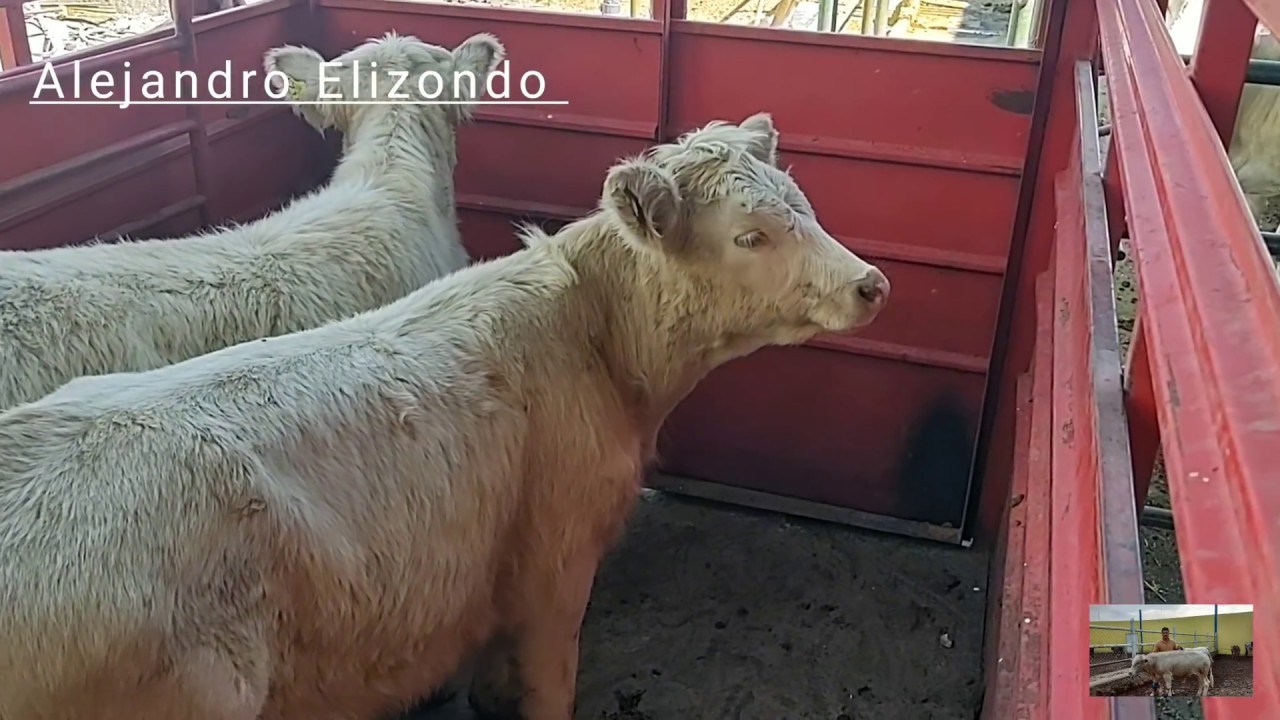 Compramos 2 becerras charolais para la cría