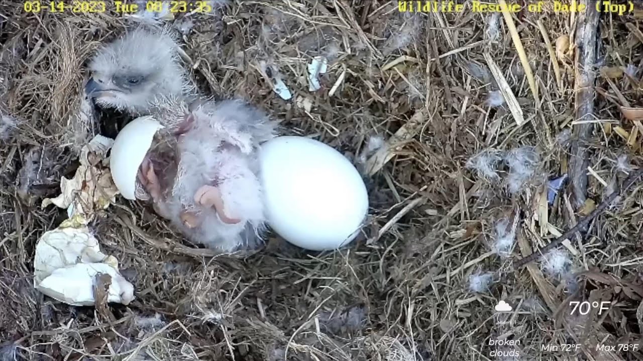Miami-Dade Eagles ~ Watch the hatching process - stunning close-ups of R4 hatching! 🦅 ~ 2023-03-14