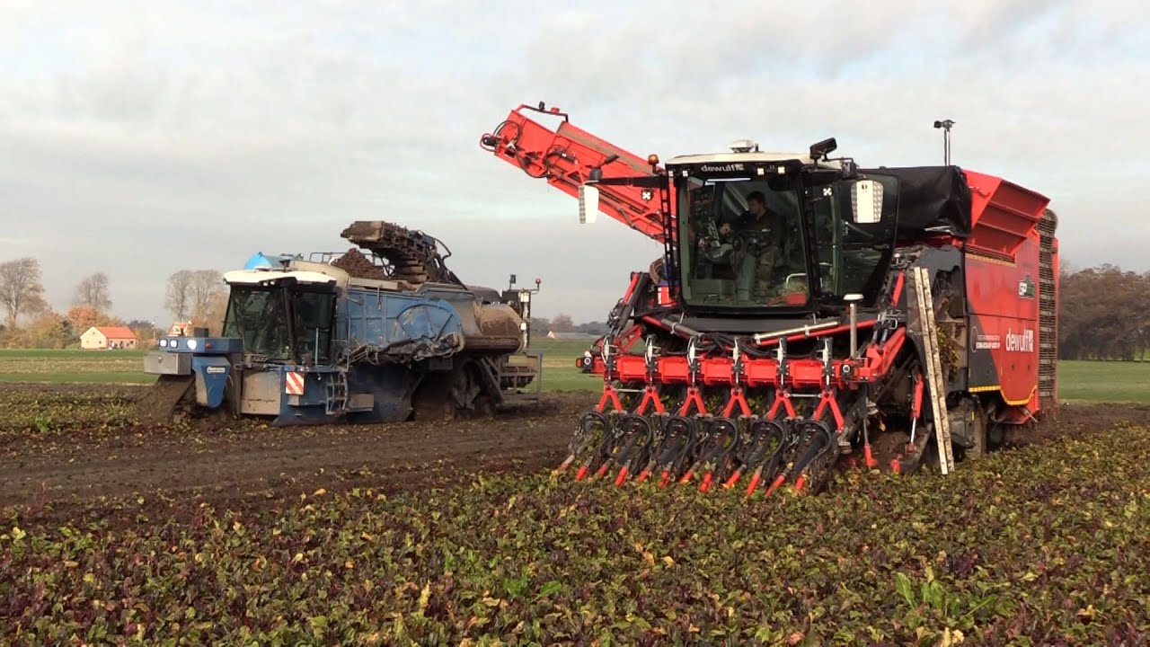 Rode Bieten 2025 | 2x Asa-Lift op tracks | 20 tons ontvangstbunker | innovatieve Dewulf 6 rij | 5xJD