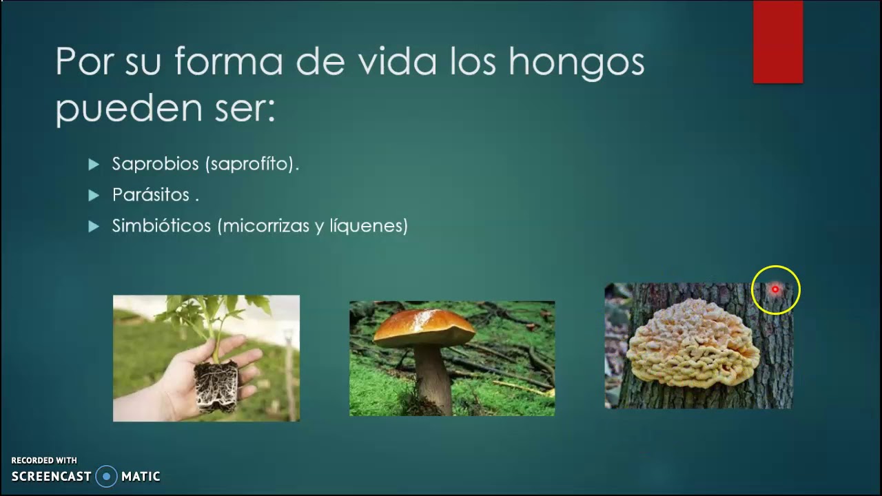 Hongos y sus generalidades