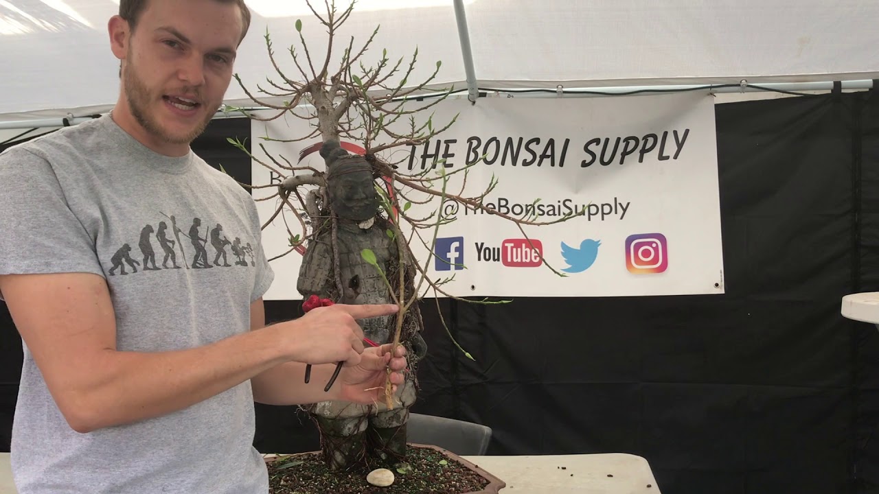 Green Mound Ficus Root Over Statue Makeover