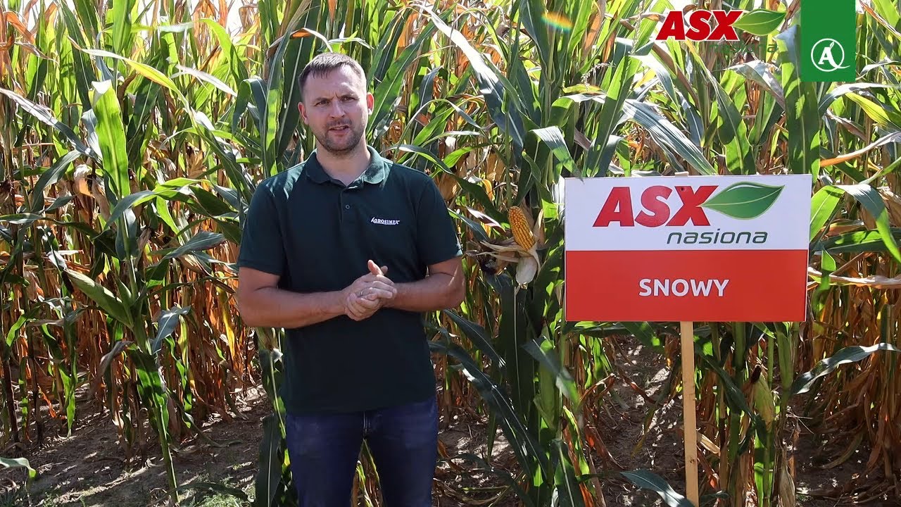 SNOWY (FAO 240-250) –  Wydajność i adaptacja na każdą glebę [ASX Nasiona]