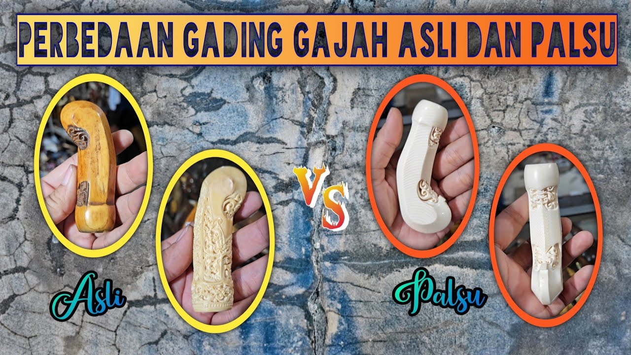 RAHASIA..‼️Perbedaan Gading Gajah yang Asli Vs Gading Gajah yang Palsu