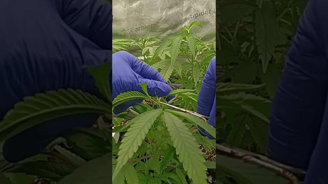 🔥 CULTIVO SIN ERRORES - D&Iacute;A 16🌿PODAS APICALES #shorts  #cannabismedicinal