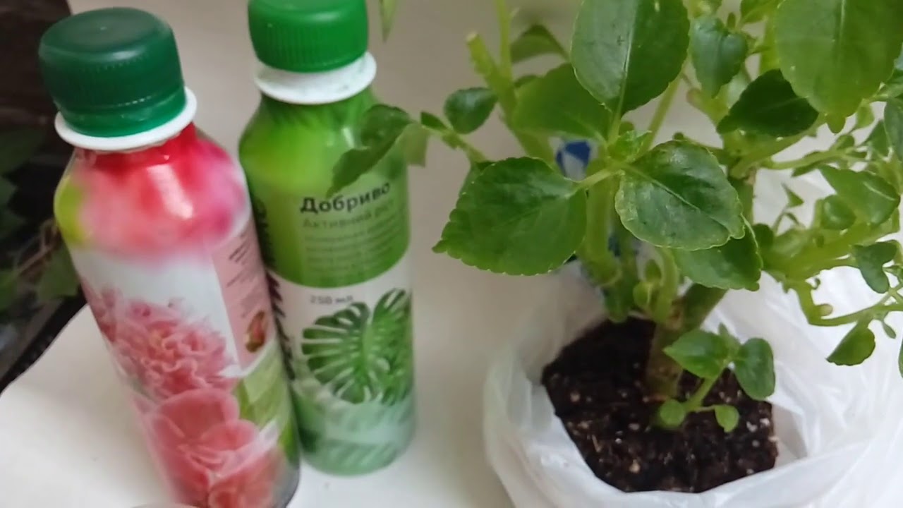 Укоренение черенков после обрезки бальзамина, посадка, перевалка, подкормка. Часть 2.
