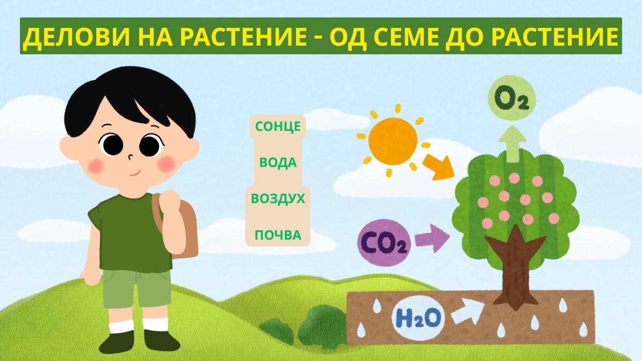 🎥 ДЕЛОВИ НА РАСТЕНИЕ – ОД СЕМЕ ДО РАСТЕНИЕ