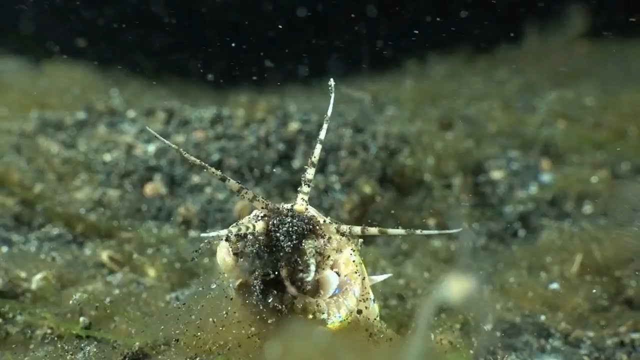 Bobbit Worm Ambushing Fish: Prehistoric Killer: Indonesia Nature 2018