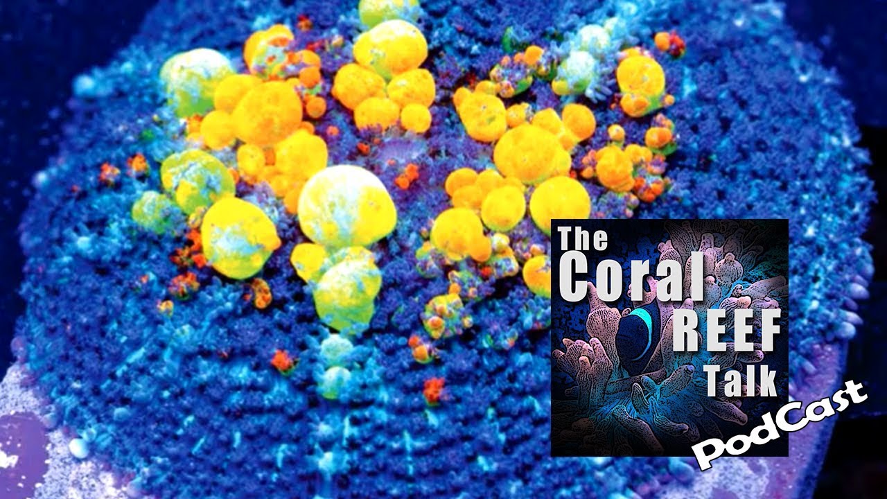 ВСЕ НАЧАЛОСЬ С ГРИБОВ WWC BOUNCE! Подкаст TheCoralReefTalk, выпуск 01