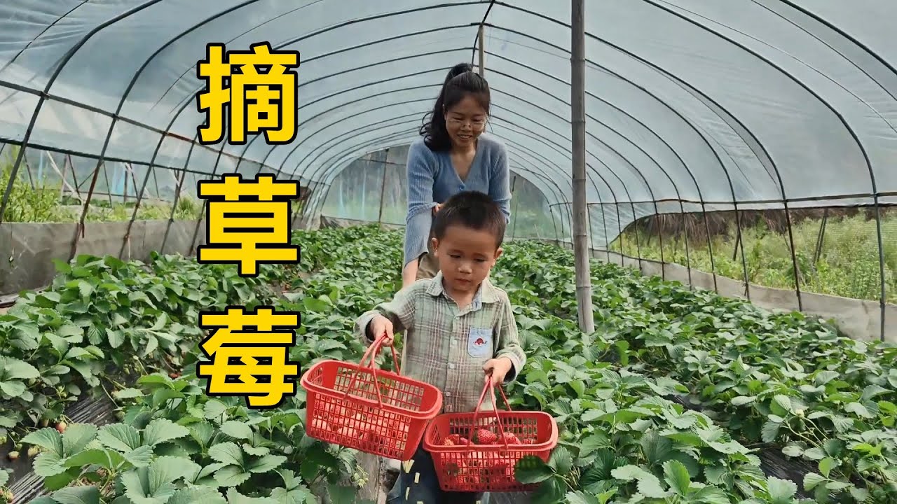小湯圓想吃草莓秒變小話癆，忽悠媽媽去買草莓，小傢伙開心壞了【農人家三嫂】