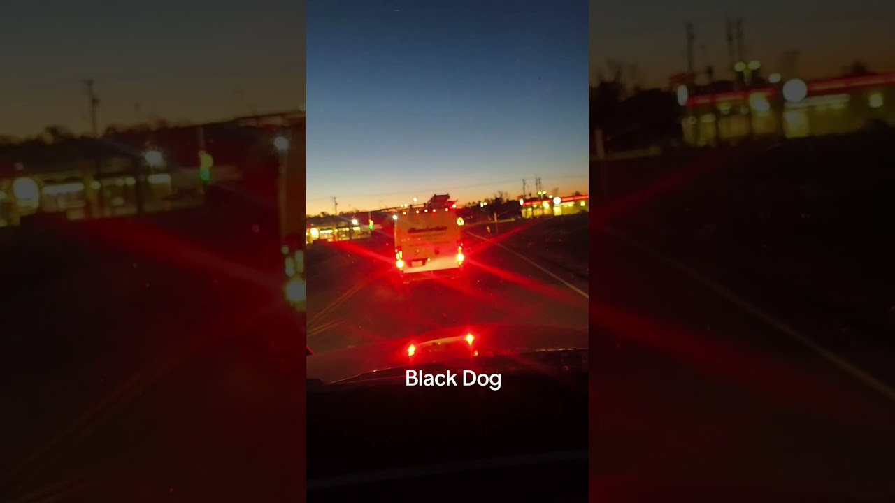 The Black Dog 
