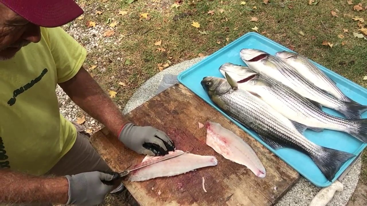 How To Fillet A Striped Bass The Old Fisherman's Way