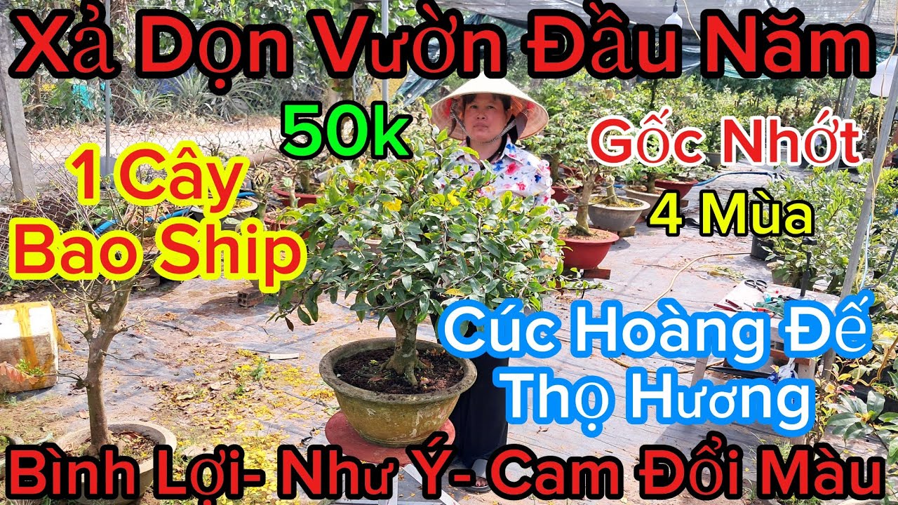 🍀25/2☎️0378329282☎️🌲Mai Vàng Giá Rẻ🌲Xả Mai 4 Mùa 50k🌲Bình Lợi- Như Ý- Nhị Ngọc Hoàng- Cam Đổi Màu..🌲
