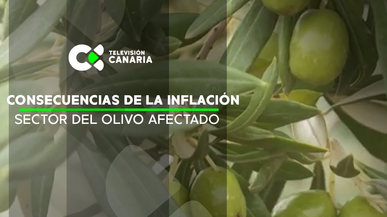 La inflación también afecta al sector del olivo en Gran Canaria