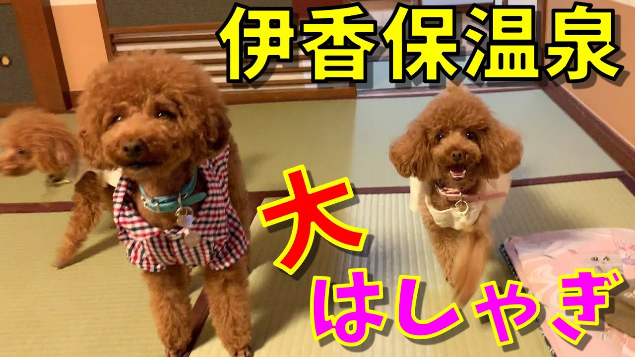 【伊香保温泉 美松館】愛犬と泊まれるお部屋に大興奮する姿が可愛すぎる！【トイプードル ROSIE】