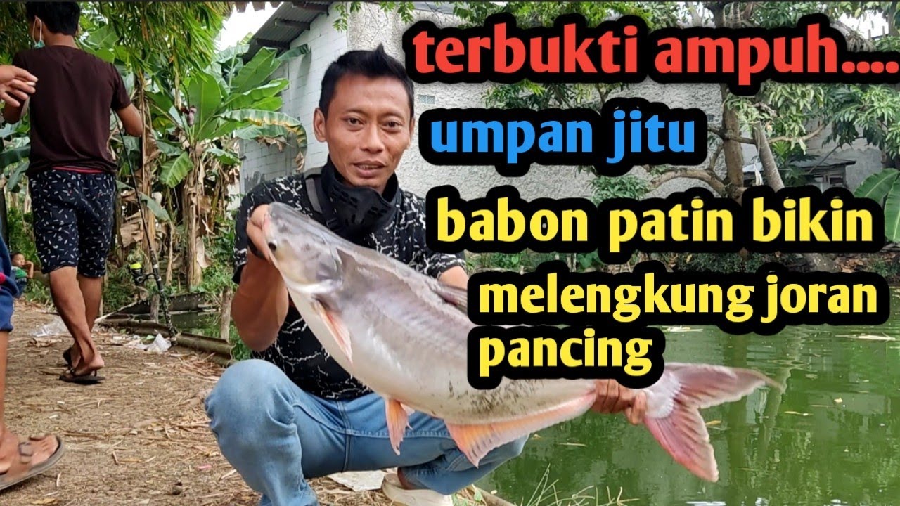 Umpan jitu ikan patin kolam harian#gofishinggiantsnakeheadfish