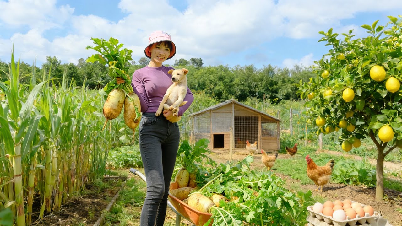 Harvest, Sell, And Cook With: Korean Radish, Sugarcane, Eggs, And Lime – Plant & Care For Vegetables