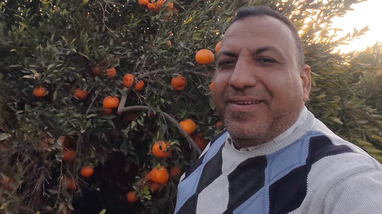 الخميره والعسل في التسمين وكيفيه اختيار العجول 