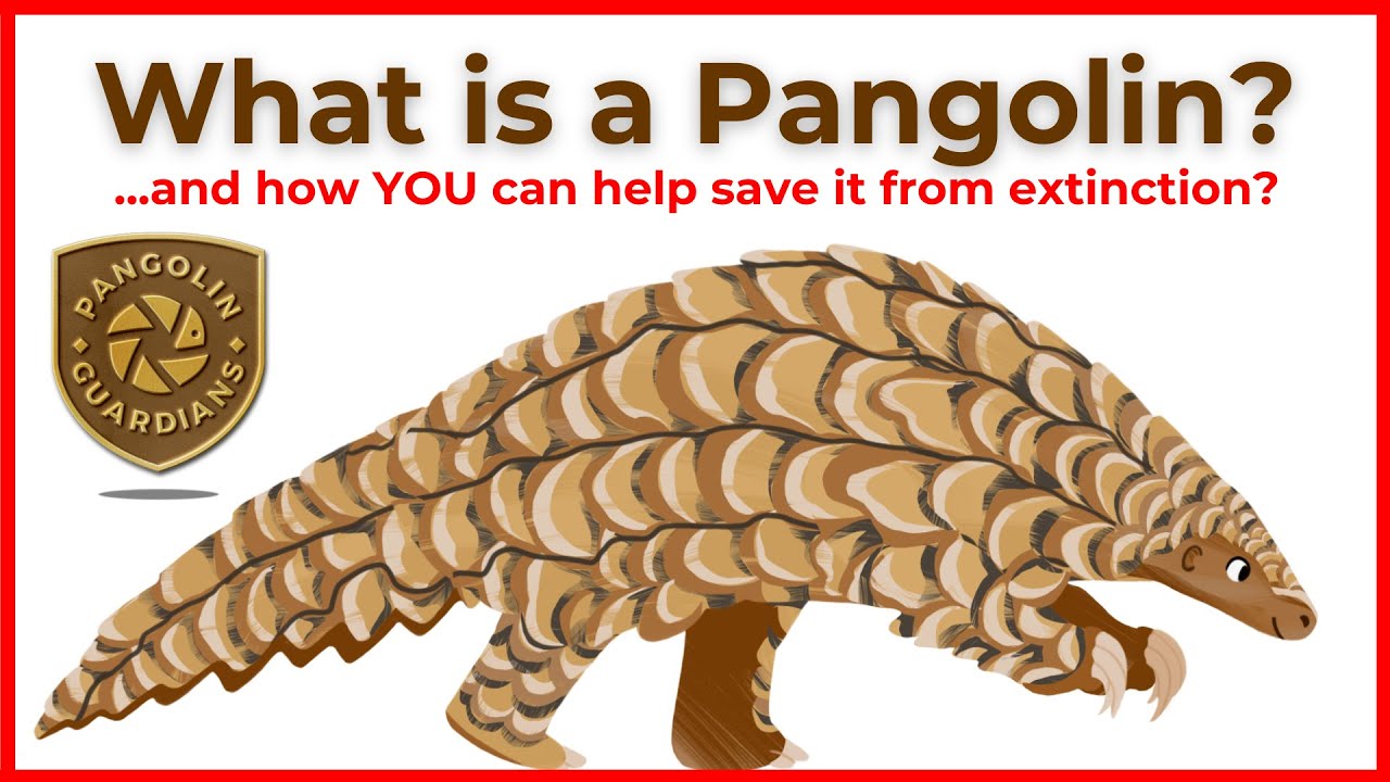 What is a Pangolin? | HOW YOU CAN HELP TO SAVE THEM!