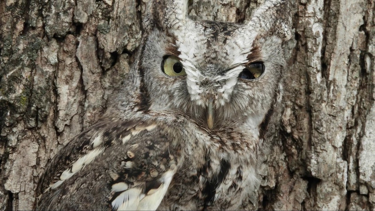 All About Owls: Feathers