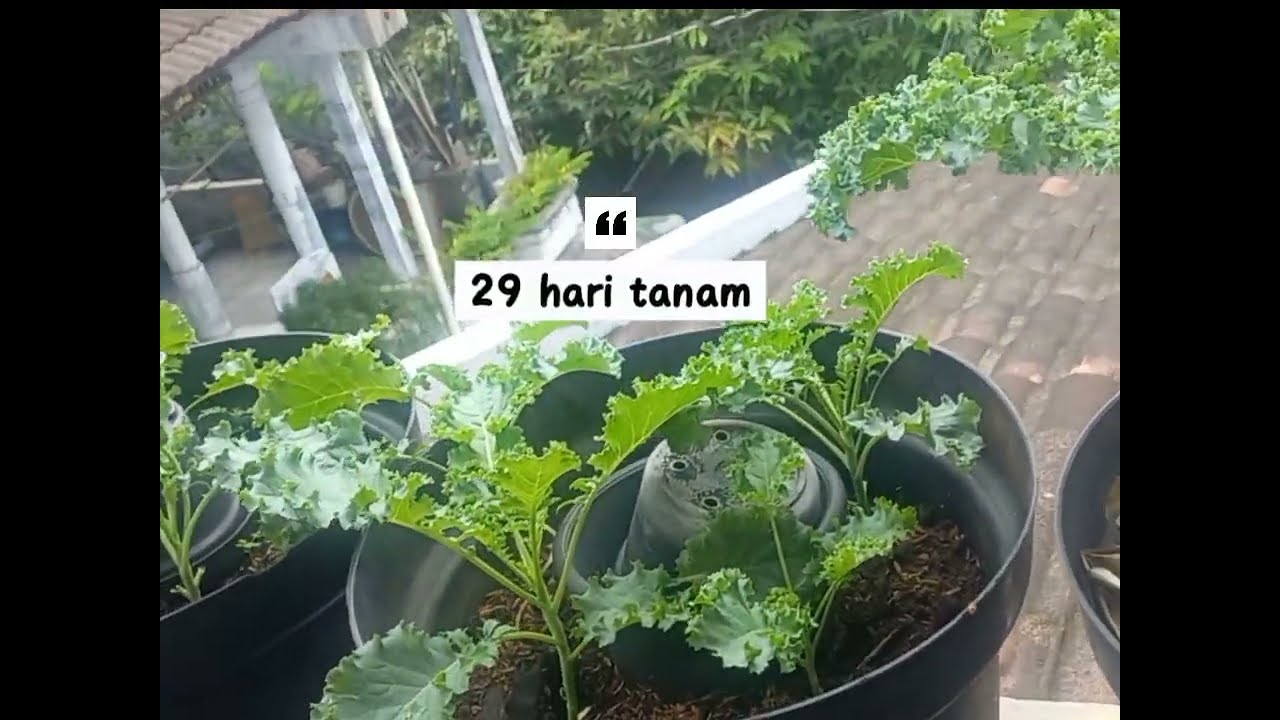 Zero Budget Kale Gardening #gogreen #urbanfarming #zerowaste #diy #garden 