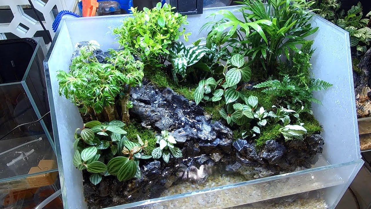 40厘米水陸缸流水瀑布建造流程Making a Aquaterrarium