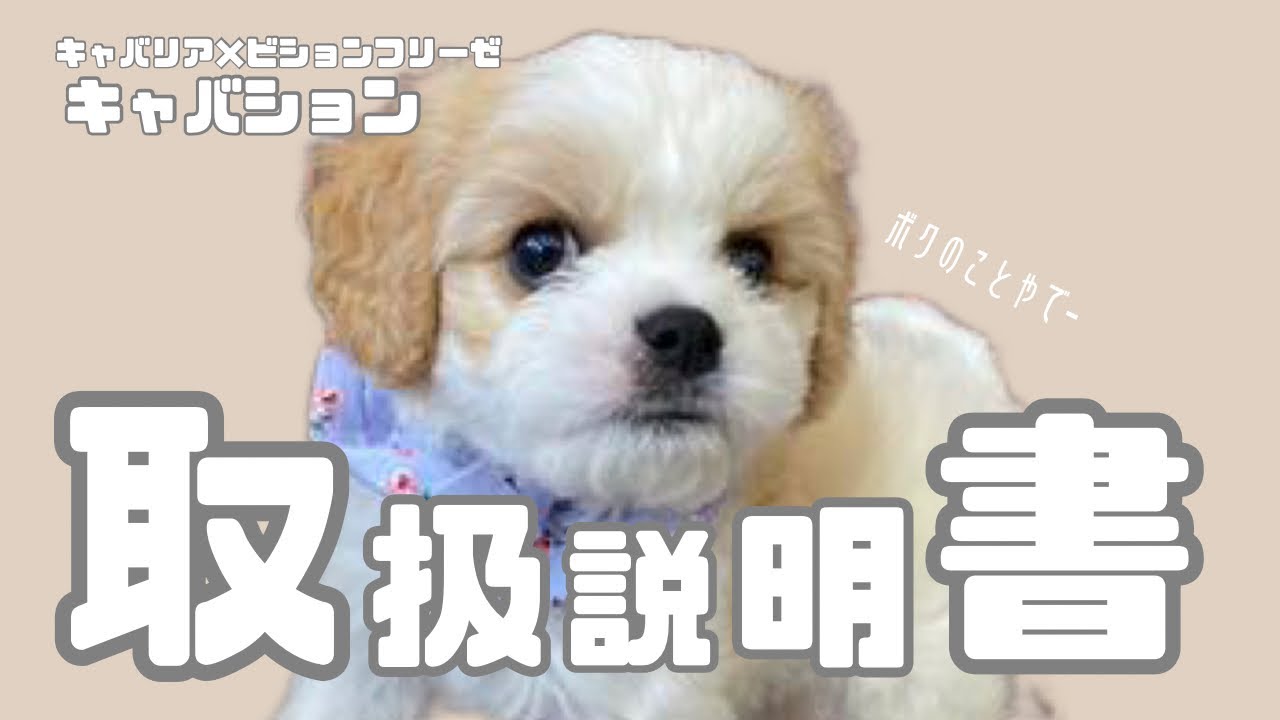 キャバションの紹介🌿僕の名前はちょもらんま🐶