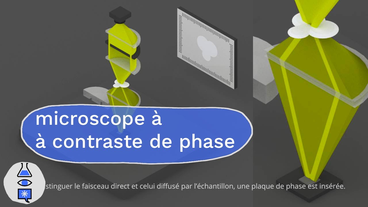 microscopie à contraste de phase et champ sombre