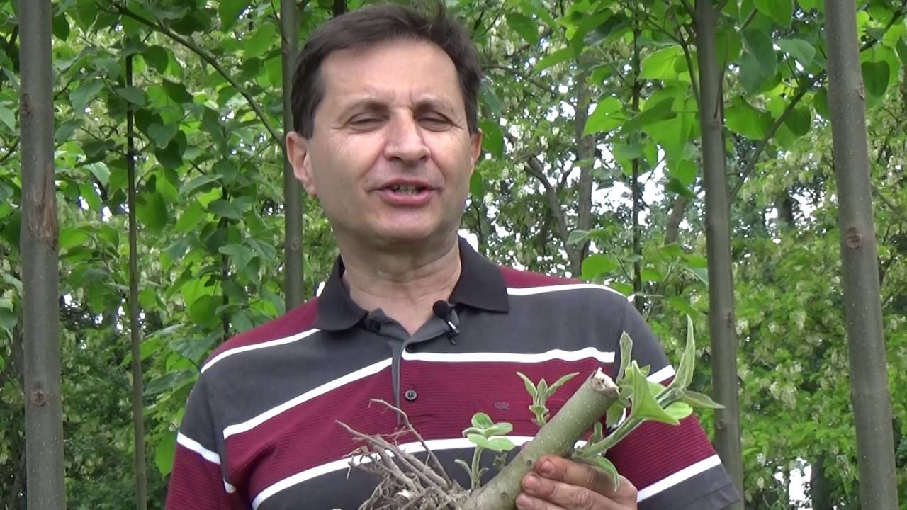 Szabadgy&ouml;keres Cs&aacute;sz&aacute;rfa T&ouml;vek