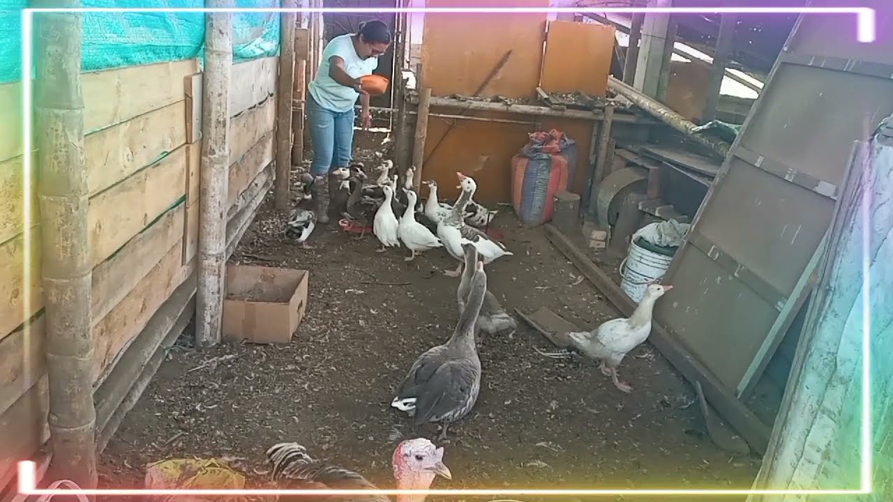 Aves en nuestra granja. patos, gansos, pavos...