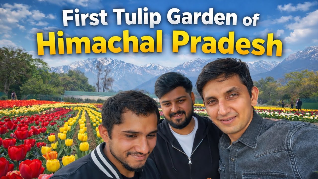 First Tulip Garden of Himachal Pradesh || Palampur || Sanmol Vlogs