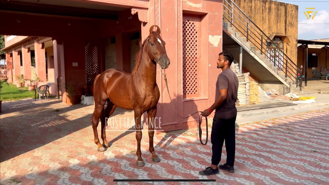 A Farm Tour of Piproli Stud Farm Two Stallion by DevDutt and Morya