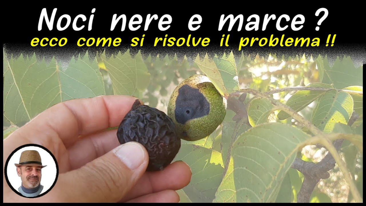 MALATTIA DELLE NOCI, mosca o carpocapsa