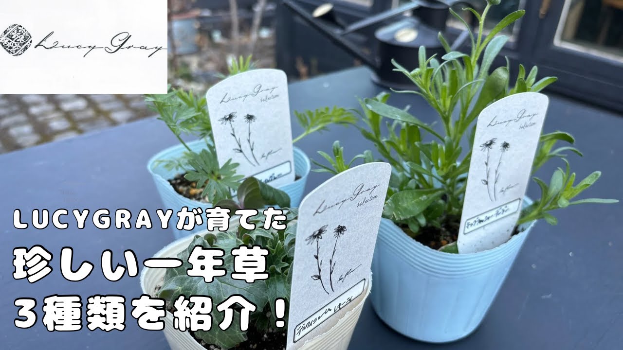 【春のガーデニング】LucyGrayが種から育てた珍しい一年草を特別に紹介します！