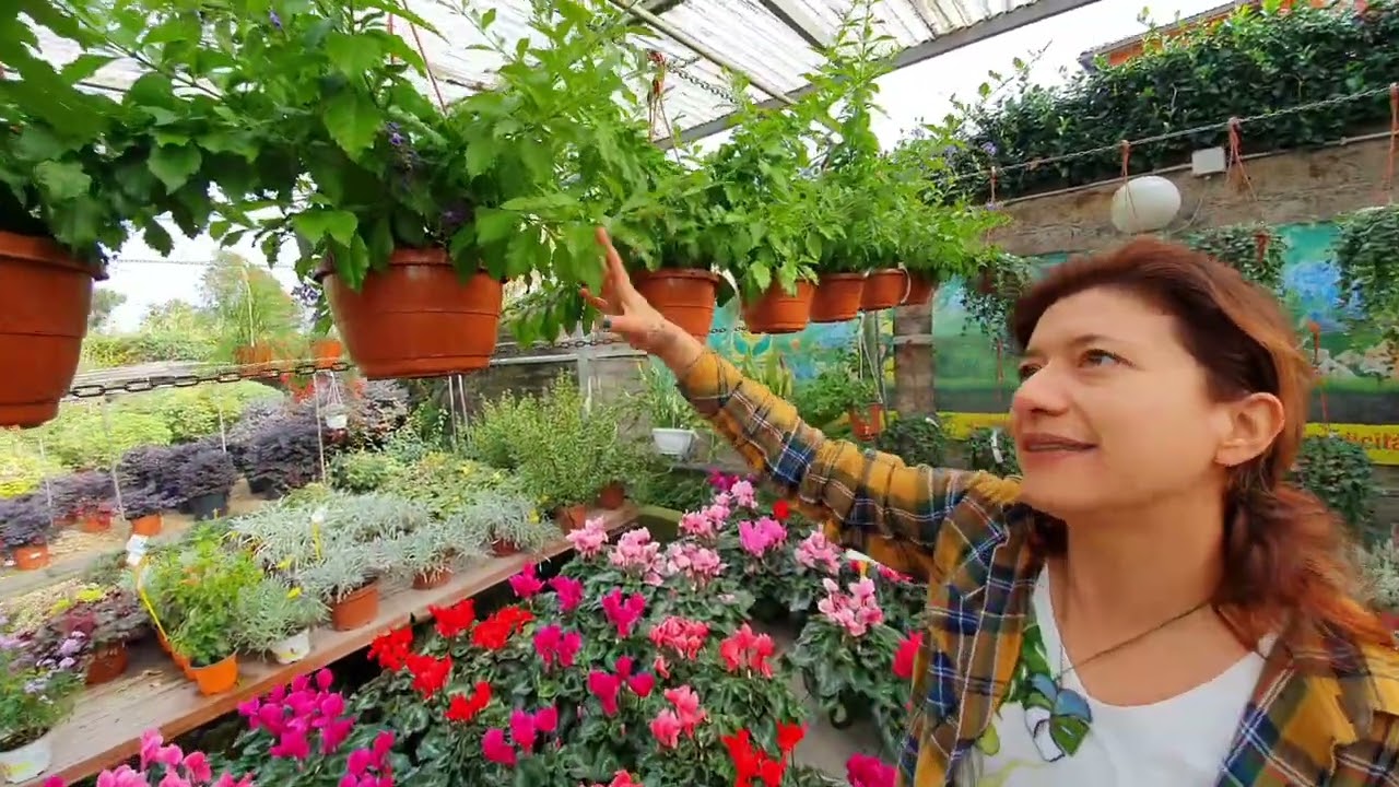 Come curare la DURANTA REPENS