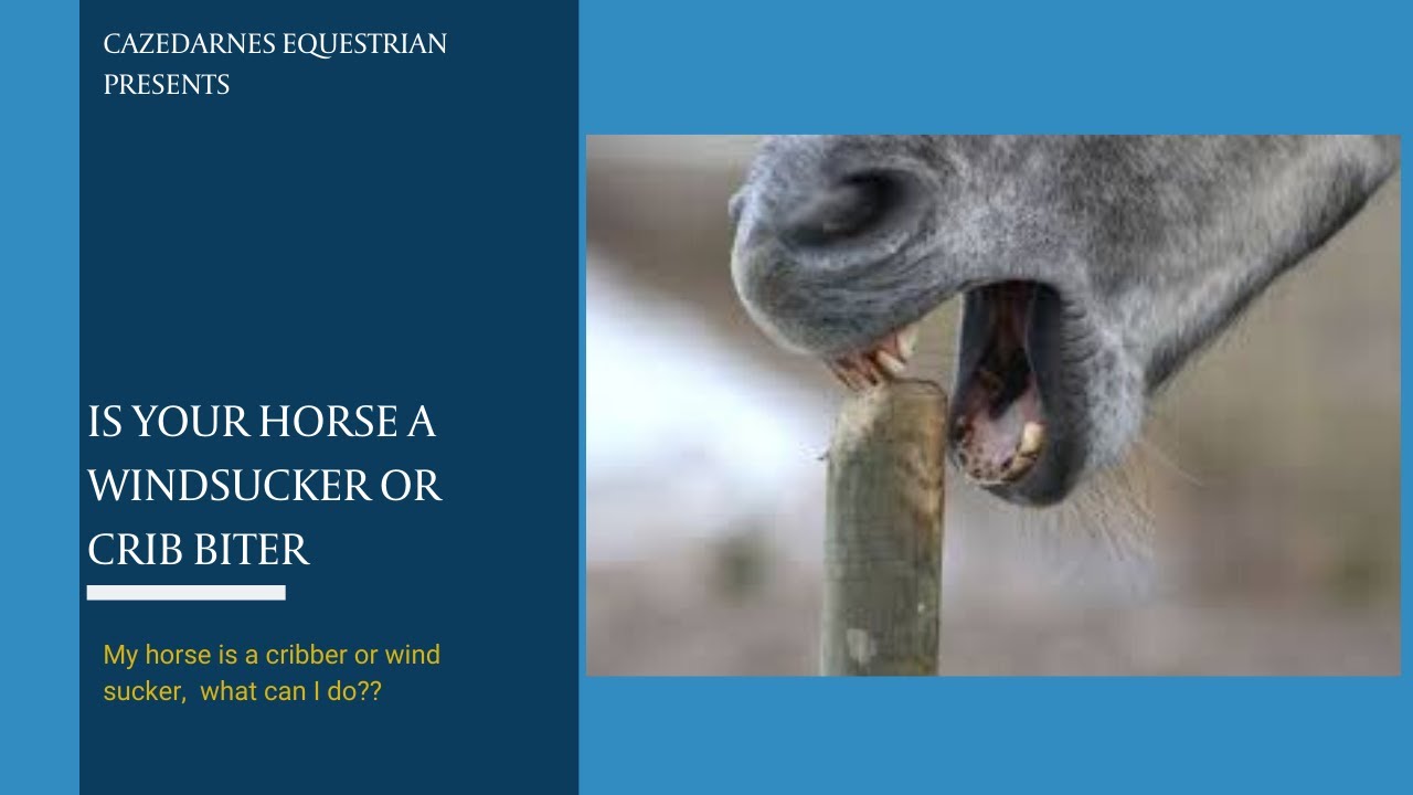What is windsucking or crib biting, and what can I do?